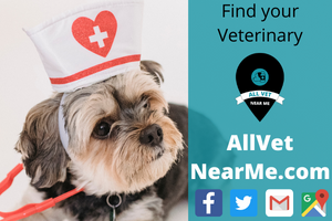 Placerville Animal Wellness in Placerville, CA allvetnearme Veterinarian
