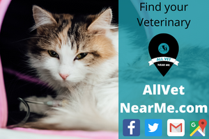 Cornerstone Animal Hospital in Gilbert, AZ allvetnearme Veterinarian